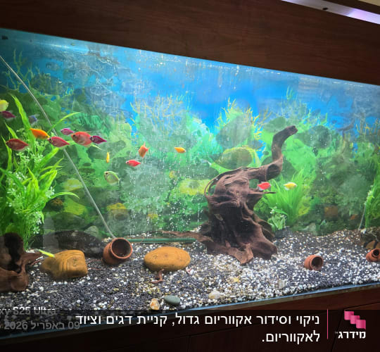 אקווריום עם דגים צבעוניים וצמחייה ירוקה